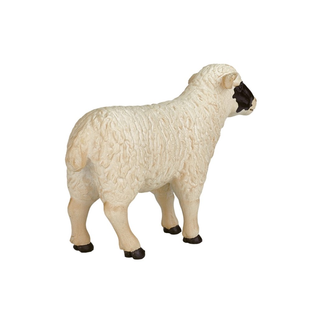 Owca Hampshire Mojo (zdjęcie 6)