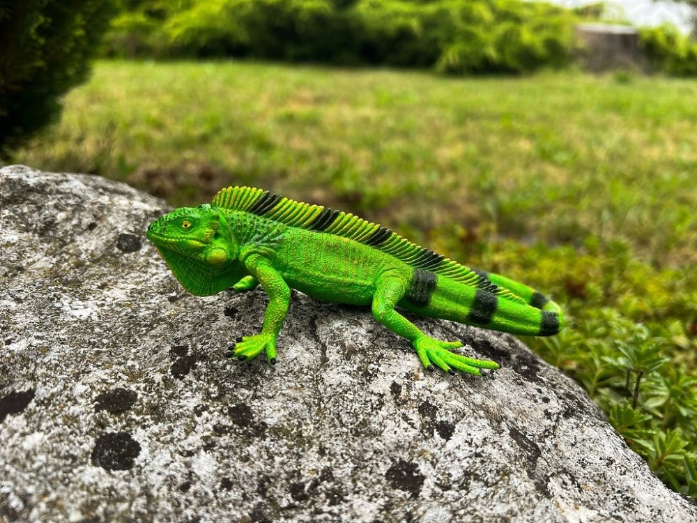 Mojo Leguano - immagine 7