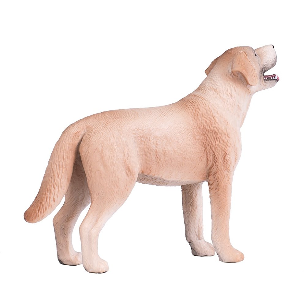 Mojo Labrador (obrázek 5)