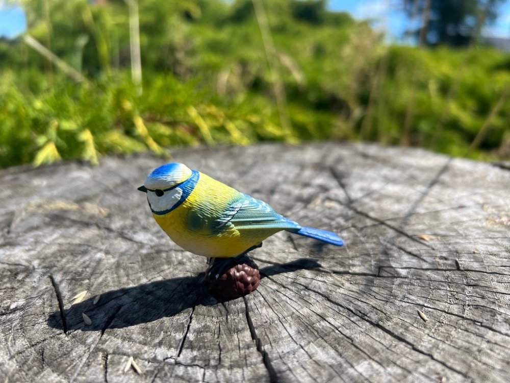 Mojo Sýkora modřinka (obrázek 9)