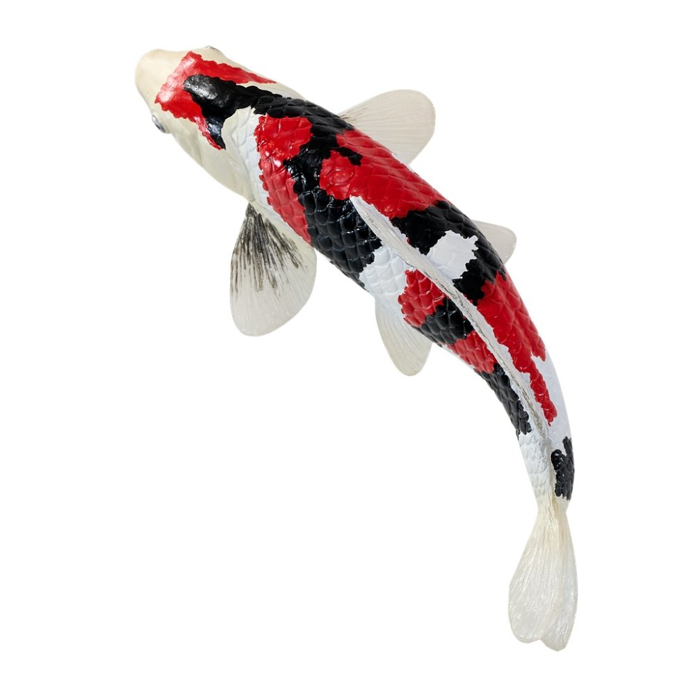 Mojo Kapr koi showa sanshoku (obrázek 5)