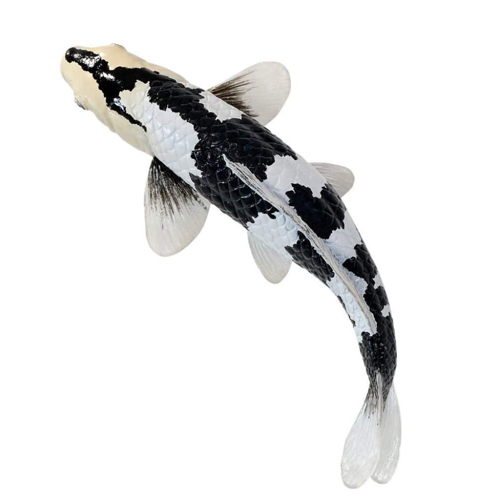 Mojo Kapr koi shiro utsuri (obrázek 10)