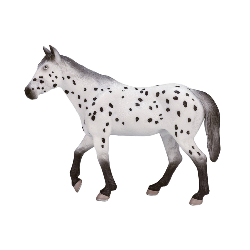 Mojo Appaloosa hřebec (obrázek 3)