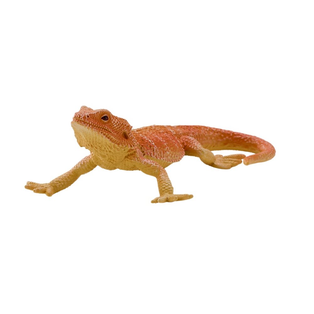 Mojo Agama (obrázek 5)