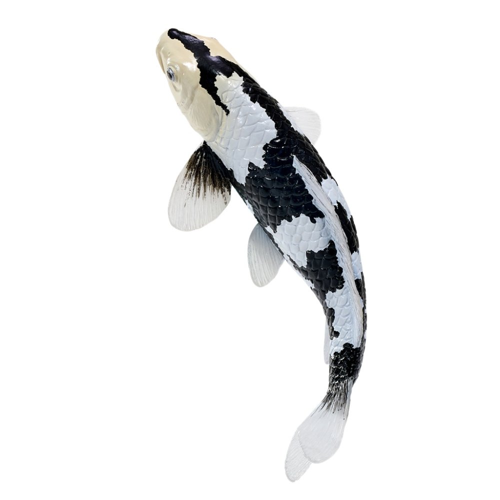 Mojo Kapr koi shiro utsuri (obrázek 11)