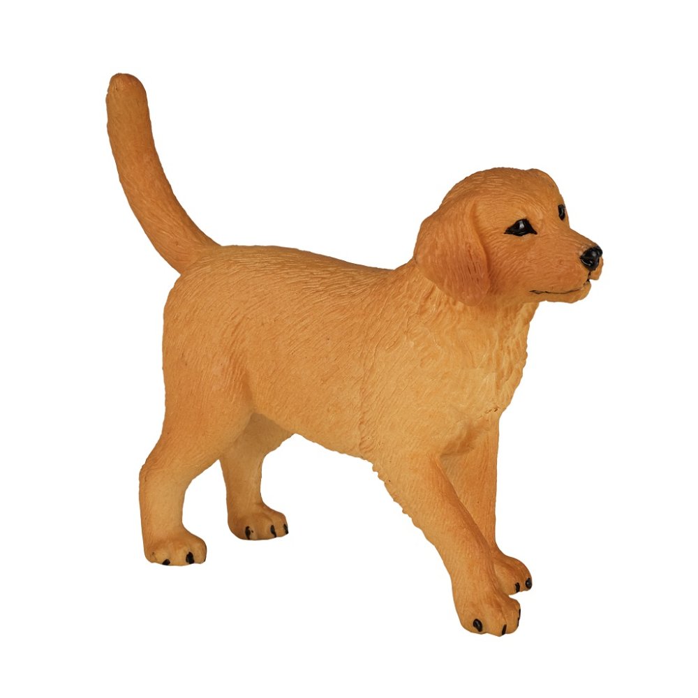 Cachorro Golden Retriever Mojo