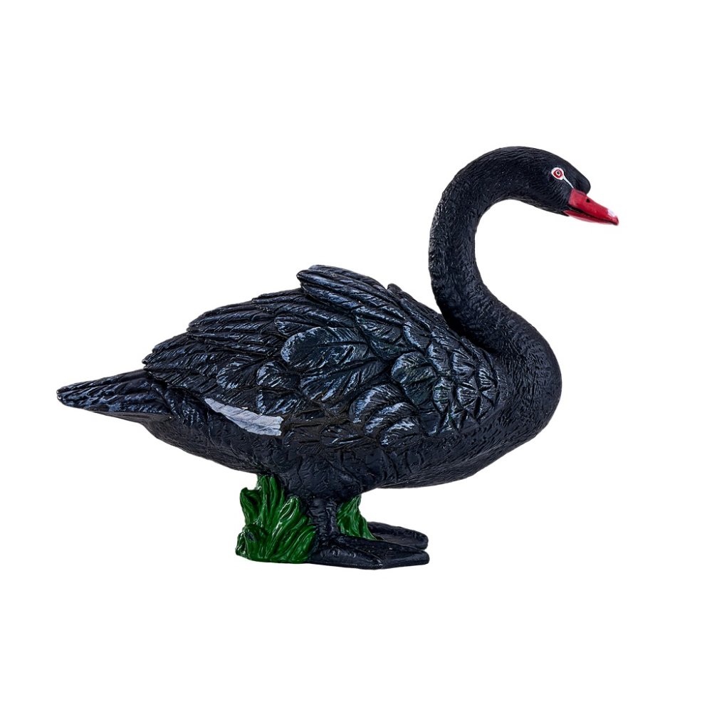 Mojo Cygne noir – Image 4