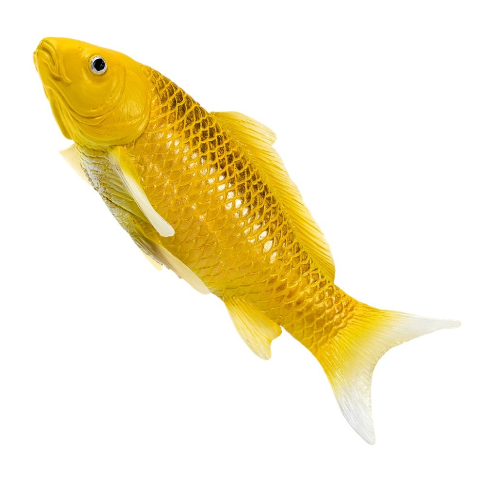 Mojo Kapr koi kin matsuba (obrázek 9)