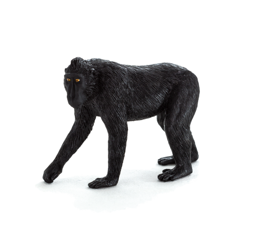 Mojo Macaco crestato