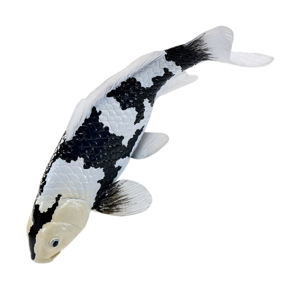 Mojo Kapr koi shiro utsuri (obrázek 5)