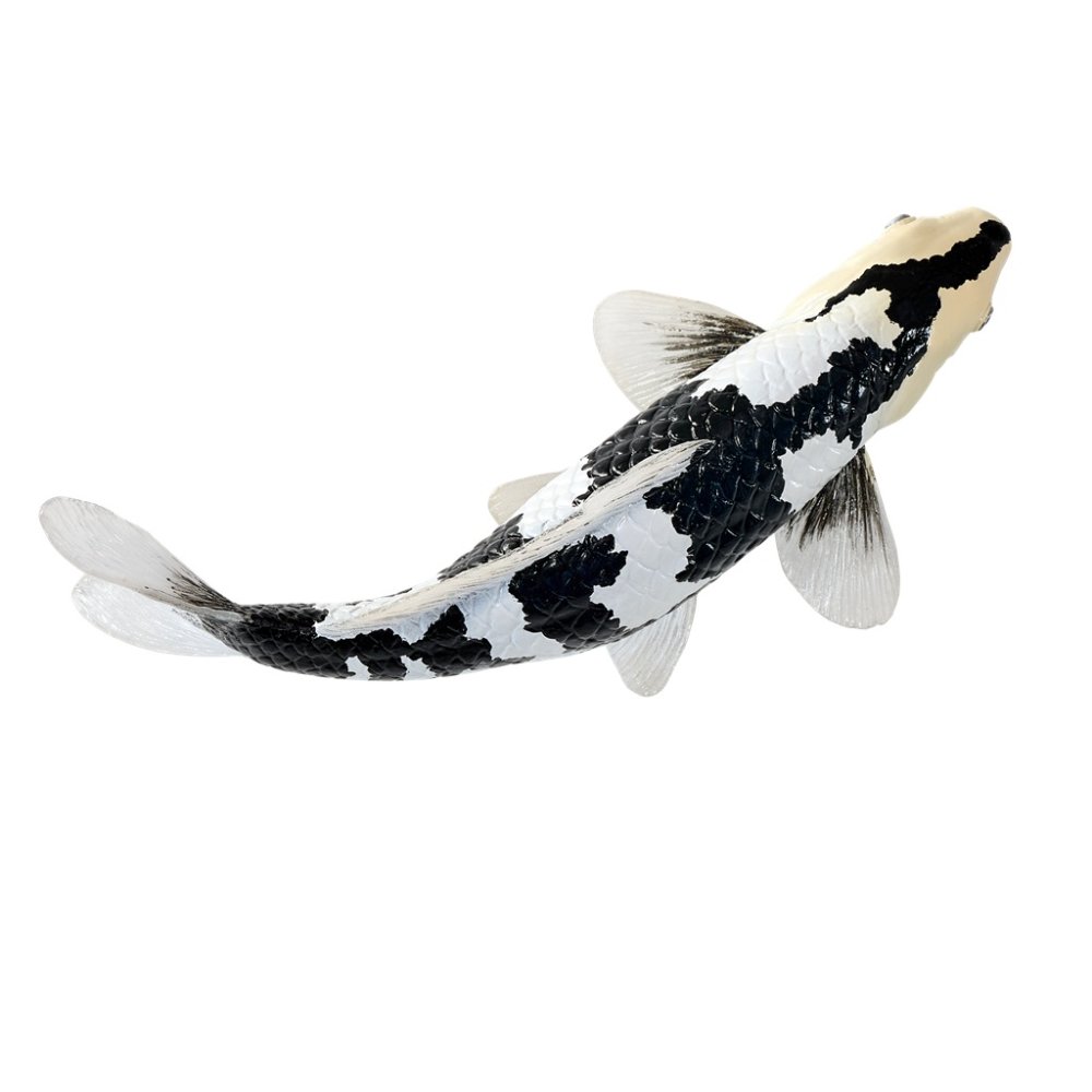 Mojo Karp koi shiro utsuri - obrazek 4