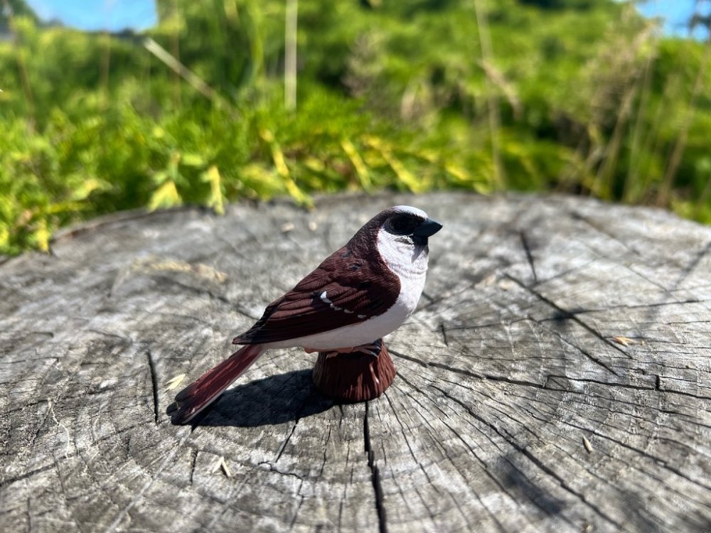 Mojo Vrabec domácí (obrázek 10)