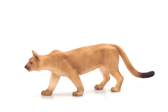 Mojo Puma américaine