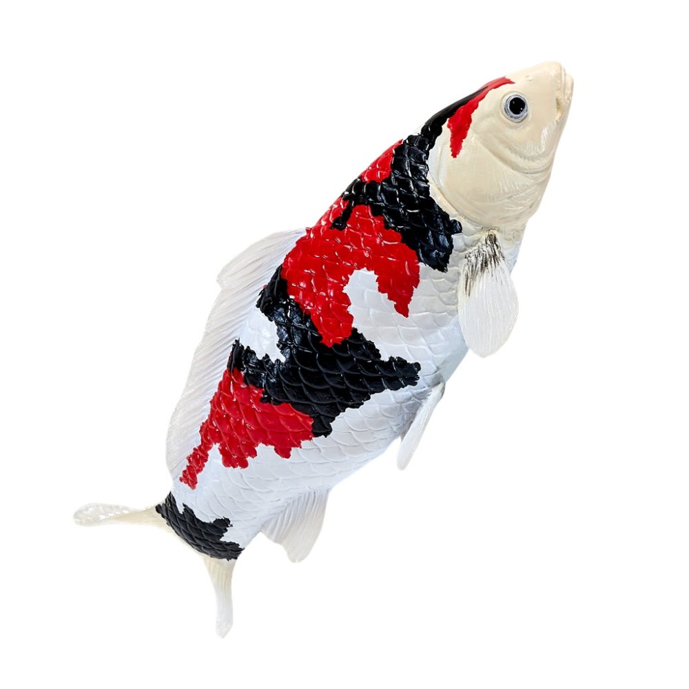 Mojo Kapr koi showa sanshoku (obrázek 7)